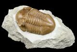 Asaphus Punctatus Trilobite - Beautiful Shell Preservation #178202-1